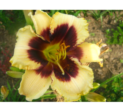 Лілейник, гемерокаліс  Мунлайт маскарад (HEMEROCALLIS Moonlight masqerade)